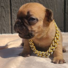Green Collar - Fawn male French Bulldog puppy in Puyallup, Washington from Ohana Bulldogs PNW