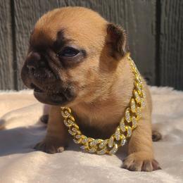 Green Collar - Fawn male French Bulldog puppy in Puyallup, Washington from Ohana Bulldogs PNW