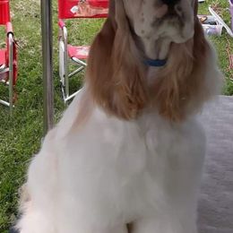 Chesney - Cocker Spaniel