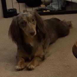 Queen Louise - Dachshund