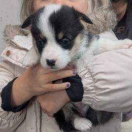 Girl 1 - Black and tan female Pembroke Welsh Corgi puppy in Edinburgh, Indiana from J Bar M Corgis