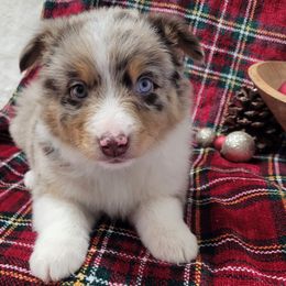 Rocky - Red merle male Miniature Australian Shepherd puppy in Missouri from B&M Cottonwood Canines