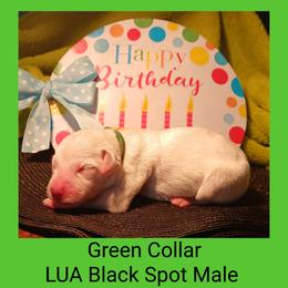 6 black spotted males - White and black male Dalmatian puppy in Perry, Michigan from Mid-Michigan Dalmatians