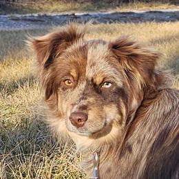 Journey - Miniature Australian Shepherd