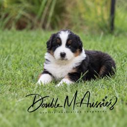 Demi - Black tri-color female Australian Shepherd puppy in Olivehurst, California from Double M Aussies