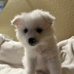 Kylo - White male American Eskimo Dog puppy in Hesperia, California from Bella's American Eskimos
