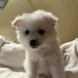 Kylo - White male American Eskimo Dog puppy in Hesperia, California from Bella's American Eskimos