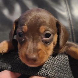 Biewer Terriers, Dachshunds, Poodles, and Shih Tzus from Paws & Kisses