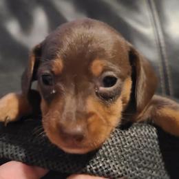 Biewer Terriers, Dachshunds, Poodles, and Shih Tzus from Paws & Kisses