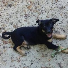 Lancashire Heeler Puppies from Quickheels