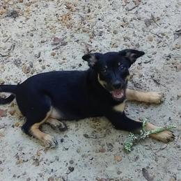 Lancashire Heeler Puppies from Quickheels
