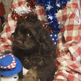 Boy 1 - Brown and tan Cocker Spaniel puppy in Gainesville, Florida from Lady's Cocker Spaniels