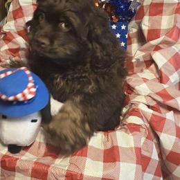 Boy 1 - Brown and tan Cocker Spaniel puppy in Gainesville, Florida from Lady's Cocker Spaniels