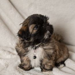Mojo Jojo AKC (Black Collar) - Shih Tzu puppy from Good Lil Shih Tzu