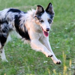 Juice - White and blue merle female Border Collie puppy in Newton, South Dakota from Pinpoint Border Collies