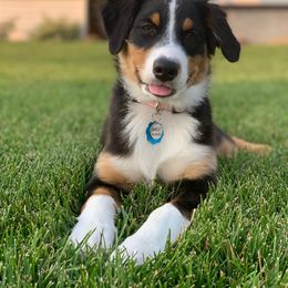 Australian Shepherd Puppies from WC Ranch