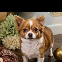 Chewy - Chihuahua