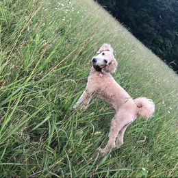 Goldendoodle All Grown Up from Deerhaven Doodles