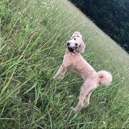 Goldendoodle All Grown Up from Deerhaven Doodles