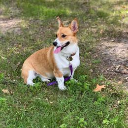 American Corgi and Pembroke Welsh Corgi Puppies from Beebe’s Corgis