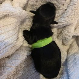 Baby girl green - Black and white female Shorkie puppy in Chipley, Florida from Relentless Homestead