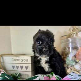 Skye - Yorkshire Terrier
