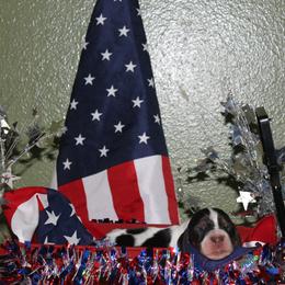 Alax - Black white and brown male Basset Hound puppy in Dover, Arkansas from S&S American Bassets