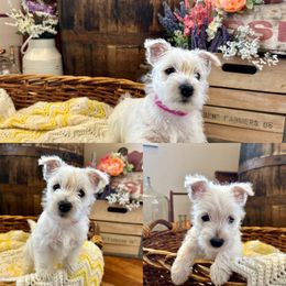 West Highland White Terrier Puppies from Butterfield's Westies