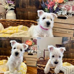 West Highland White Terrier Puppies from Butterfield's Westies