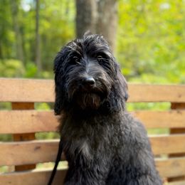 Mai Tai - Black female Bernedoodle puppy in Thornville, Ohio from Four Front Doodles & Friends