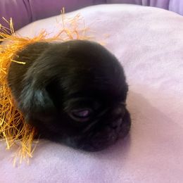 Pug Puppies from The Grumble Pack
