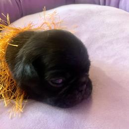 Pug Puppies from The Grumble Pack