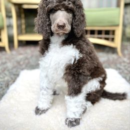 Wisdom - Parti male Poodle puppy in Hanover Township, Pennsylvania from Apricity Poodles