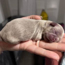 Shih Tzu Puppies from P&B Tzu Tribe