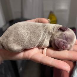 Shih Tzu Puppies from P&B Tzu Tribe
