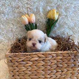 Brook - Liver male Shih Tzu puppy in Success, Missouri from Sweet Success