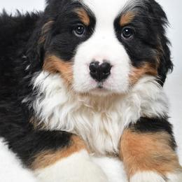 Asher - Black rust and white male Bernese Mountain Dog puppy in Millersburg, California from Smith Farms and Kennels