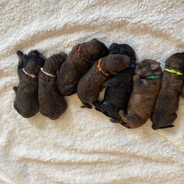 Poodle puppies from Arkansas River Poodles