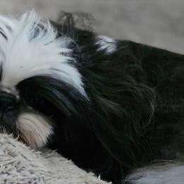 Trinket - Shih Tzu