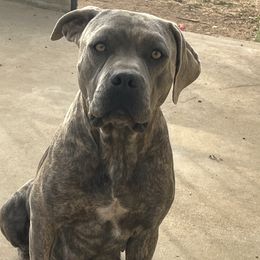 Darla - Companion Cross