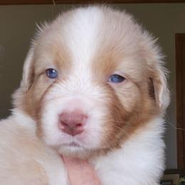 Jackson - Red merle male Australian Shepherd puppy in Athens, Tennessee from Mimi's Aussie