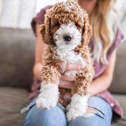 Bernedoodle and Goldendoodle Puppies from Happy Doodle
