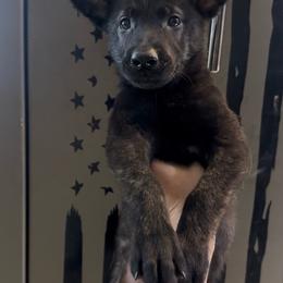 Pink Collar Girl - Black brindle female Dutch Shepherd puppy in Palmyra, Maine from Maine Working Dogs