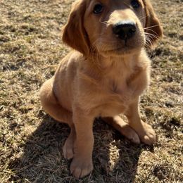 Golden Retriever Puppies from Mountain Reign Golden Retrievers