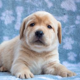 Doberman Pinscher and Labrador Retriever Puppies from Elevage Labrador Retrievers & Dalla Grazia Doberman