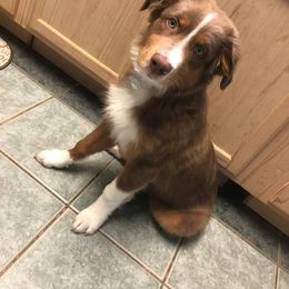 Australian Shepherd All Grown Up from Addie's Aussies