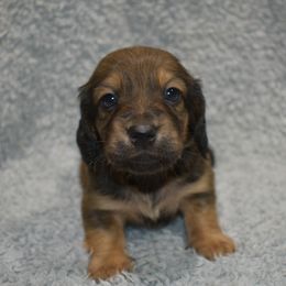 Moose(1200) - Red male Dachshund puppy in Mansfield, Missouri from Owens Farm