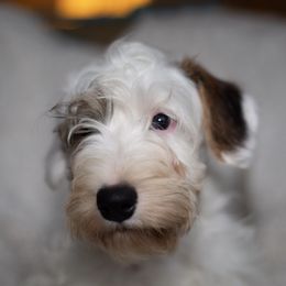 Sealyham Terriers from Carwyn Sealyham Terriers