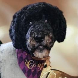 Bernedoodles, Poodles, and Pyredoodles from Southern Bayou Poodles and Doodles