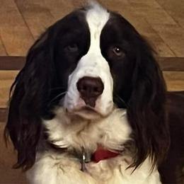 Kelly - English Springer Spaniel